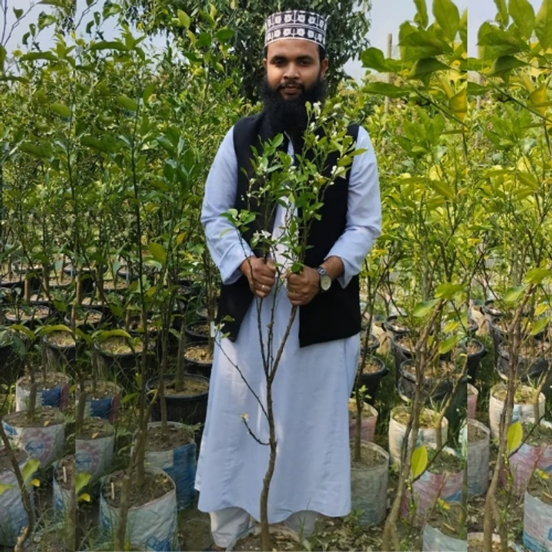 🌳 মুকুলসহ উন্নত জাতের ছাতকি কমলা গাছের চারা (দ্রুত ফলনশীল) - Image 3