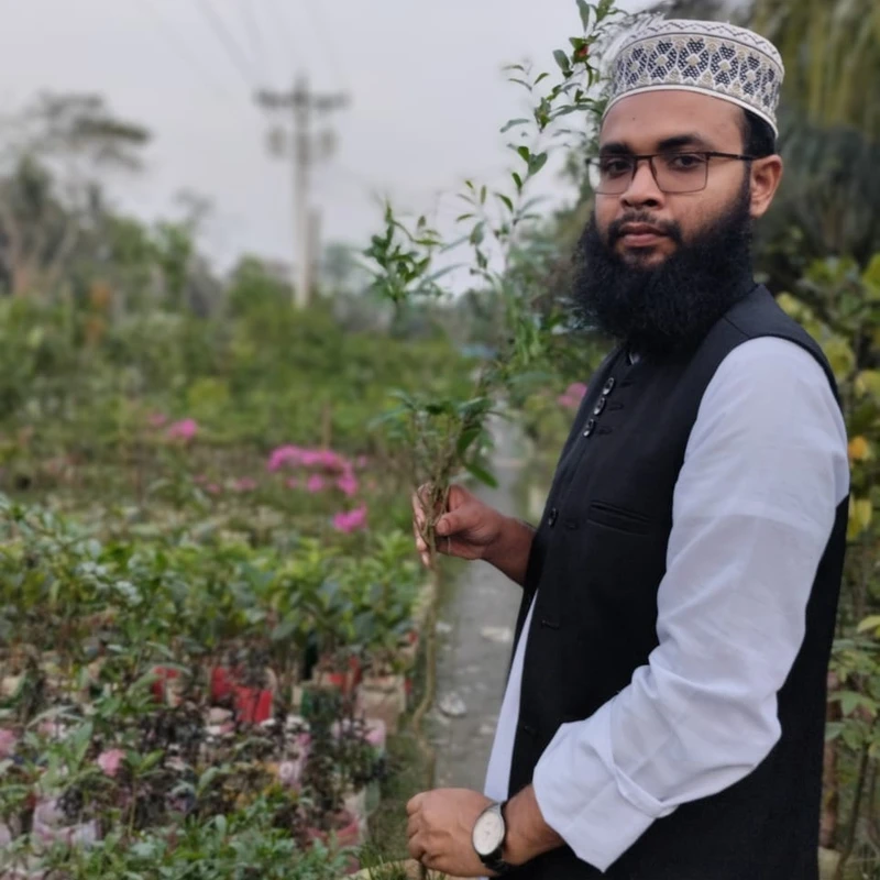 🌳 মুকুলসহ বাগোয়া আনার গাছ 🍊 (উন্নত জাত ও উচ্চফলনশীল)