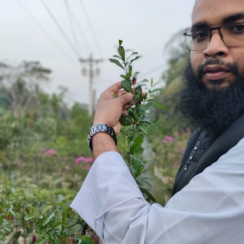 🌳 মুকুলসহ বাগোয়া আনার গাছ 🍊 (উন্নত জাত ও উচ্চফলনশীল)