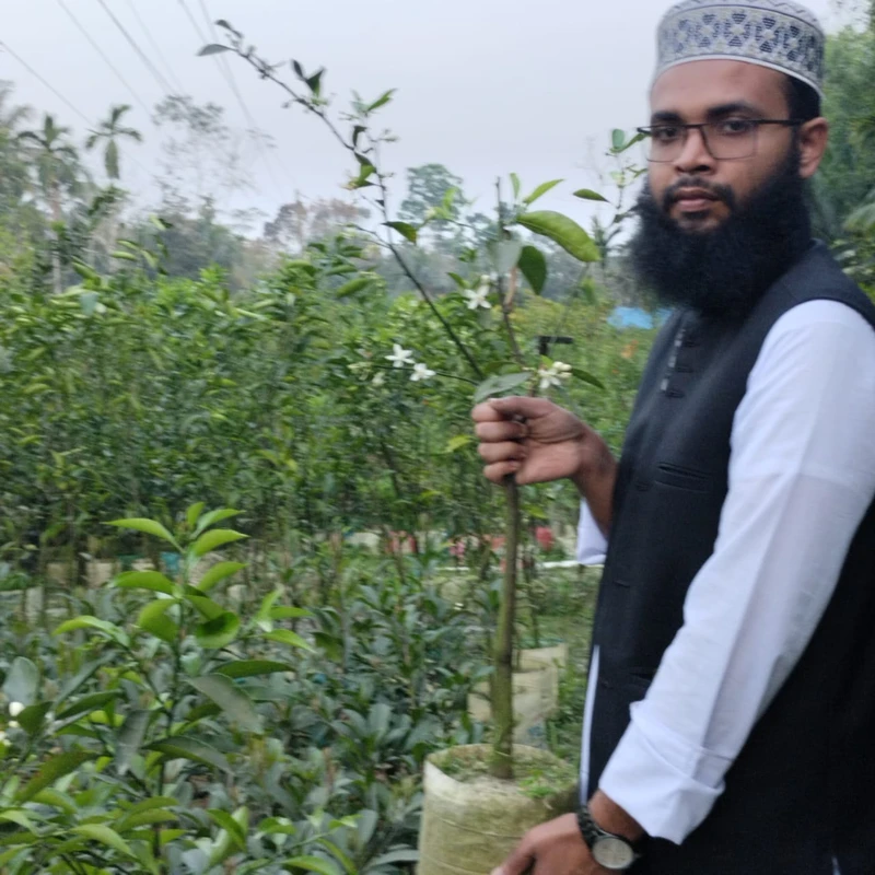 🌳 মুকুলসহ মালঠা গাছ (উন্নত জাত ও উচ্চফলনশীল)