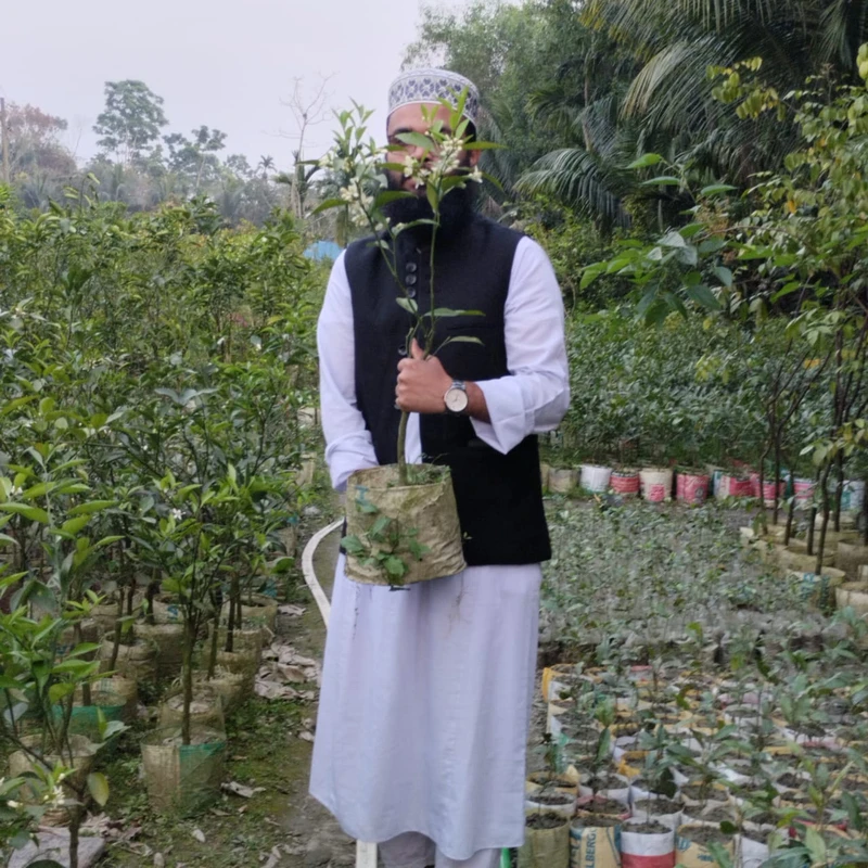 🌳 মুকুলসহ মালঠা গাছ (উন্নত জাত ও উচ্চফলনশীল)