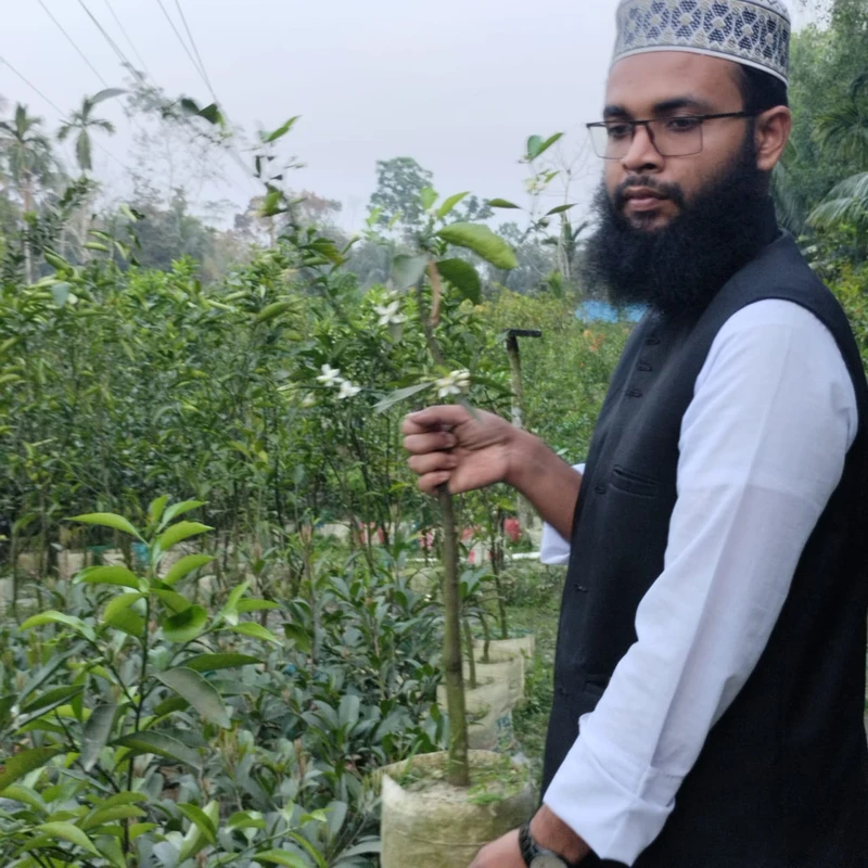 🌳 মুকুলসহ মালঠা গাছ (উন্নত জাত ও উচ্চফলনশীল) - Image 3