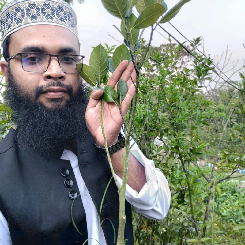 🌳 ফলসহ পিংক কাঠাল গাছ (উন্নত জাত ও দ্রুত ফলনশীল)
