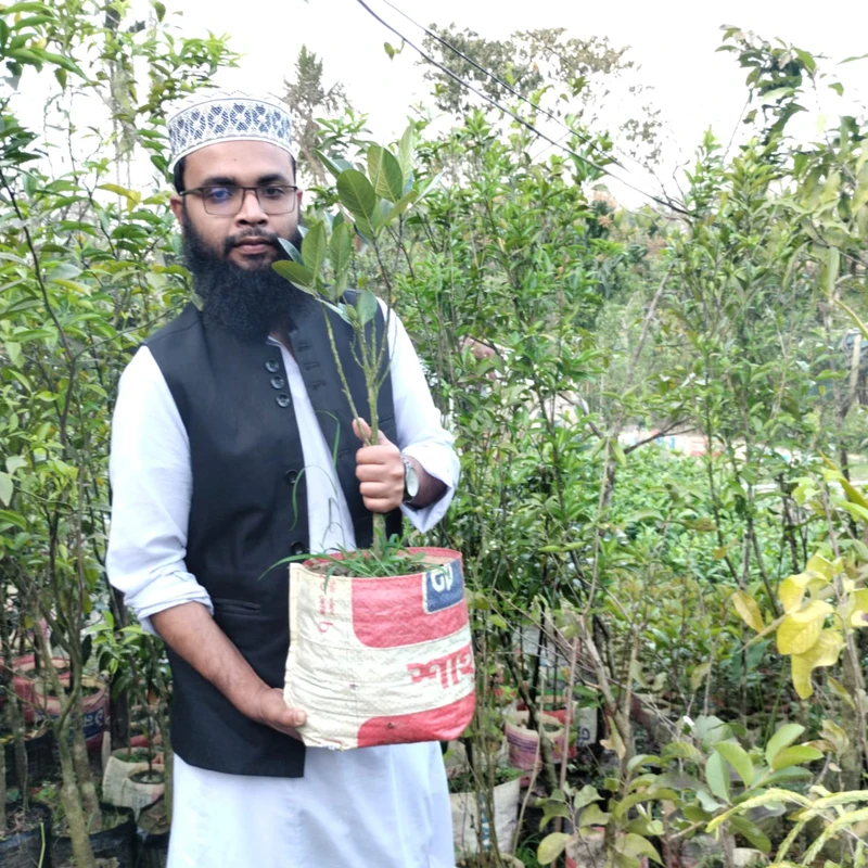 🌳 ফলসহ পিংক কাঠাল গাছ (উন্নত জাত ও দ্রুত ফলনশীল)