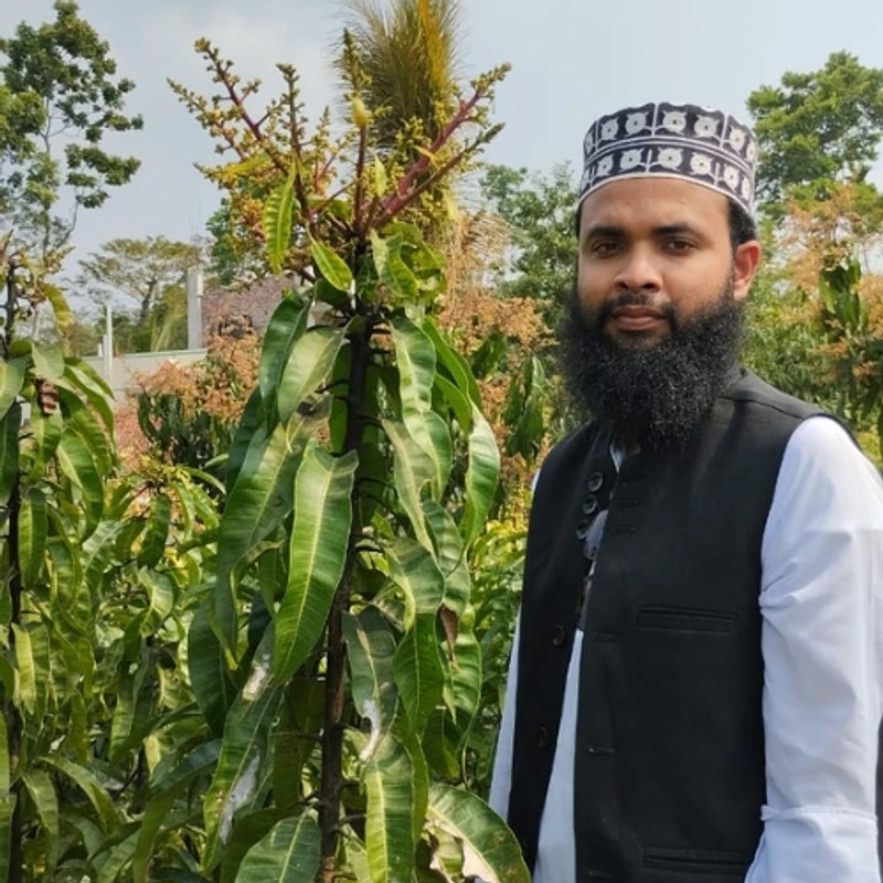 🥭মুকুলসহ পালমার আমগাছের চারা (উচ্চফলনশীল সুস্বাদু আমের গাছ)