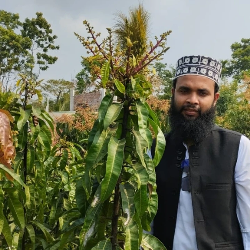 🥭মুকুলসহ পালমার আমগাছের চারা (উচ্চফলনশীল সুস্বাদু আমের গাছ) - Image 3