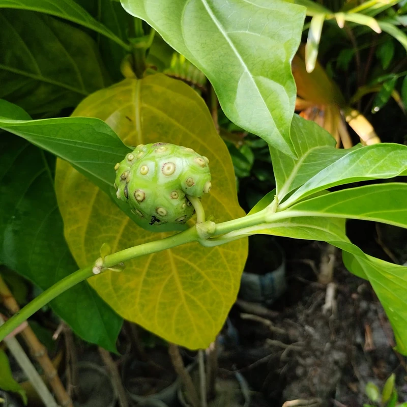 ফলসহ ননী ফল গাছের চারা 🌿