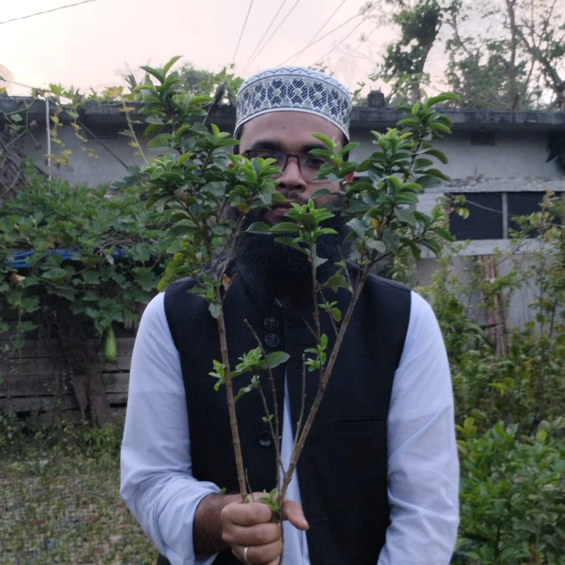 🍐 উচ্চফলনশীল পেয়ারা গাছের চারা – পুষ্টিগুণে ভরপুর মজাদার ফল!
