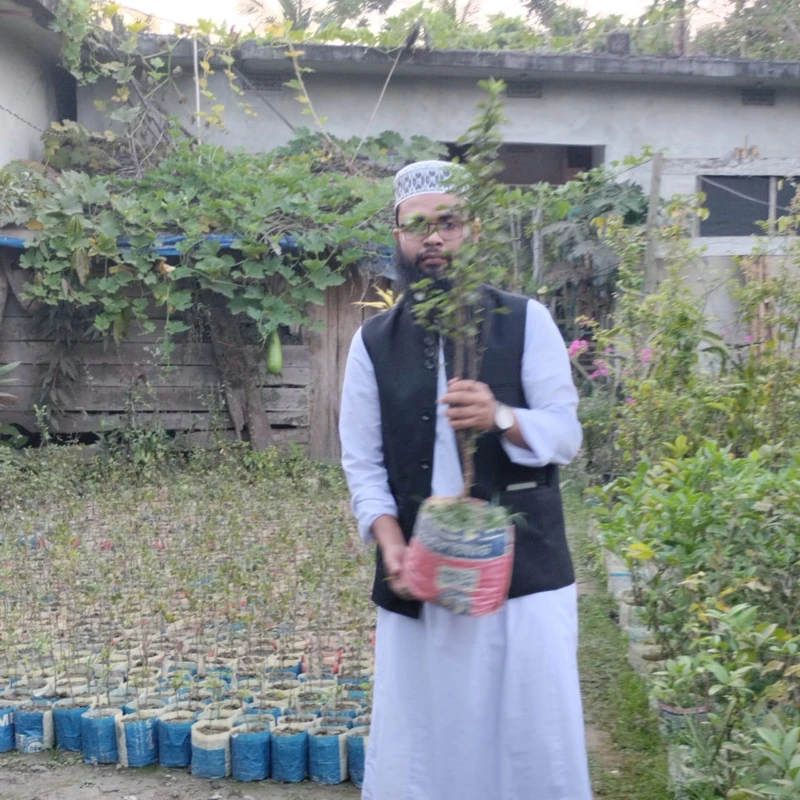 🍐 উচ্চফলনশীল পেয়ারা গাছের চারা – পুষ্টিগুণে ভরপুর মজাদার ফল!