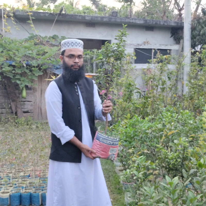 🍐 উচ্চফলনশীল পেয়ারা গাছের চারা – পুষ্টিগুণে ভরপুর মজাদার ফল! - Image 3