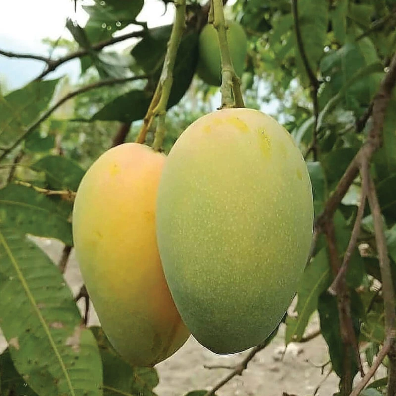 হিমসাগর আম