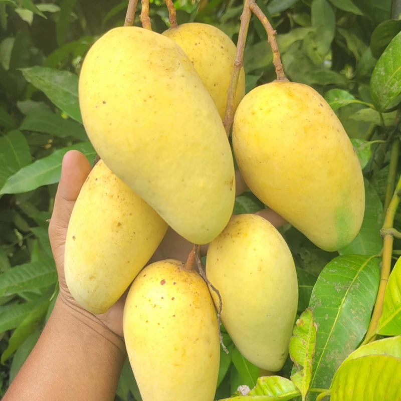 থাই কাটিমন আম   10Kg