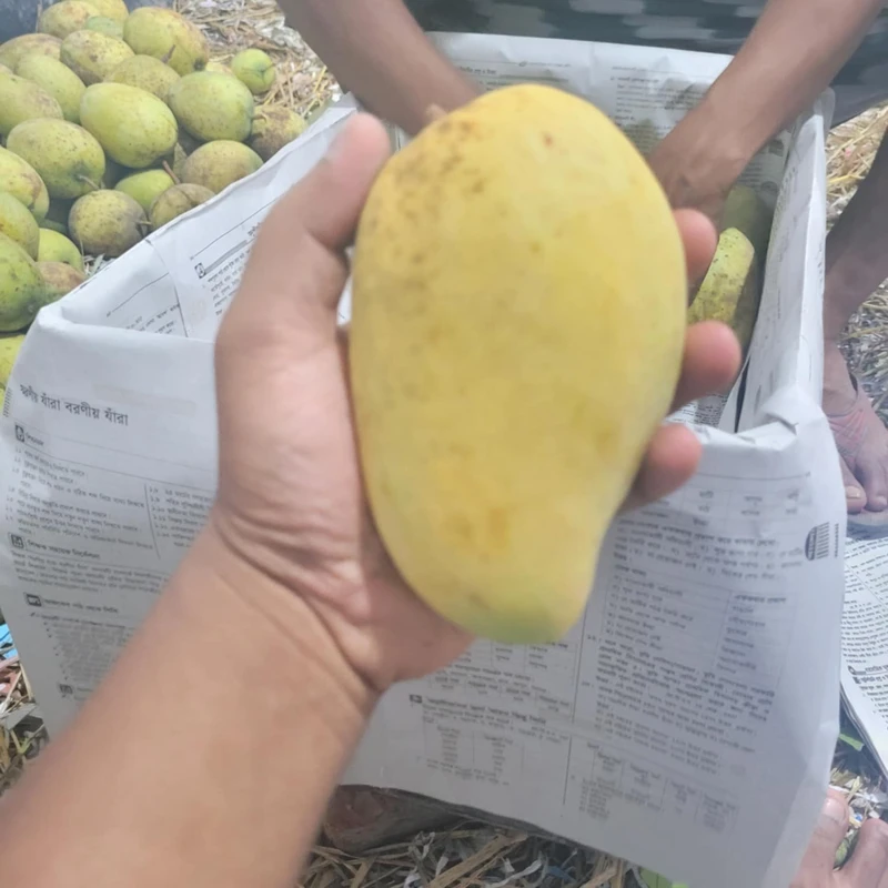 থাই কাটিমন আম   10Kg