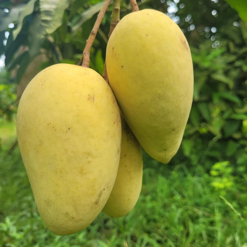 থাই কাটিমন আম   10Kg - Image 3