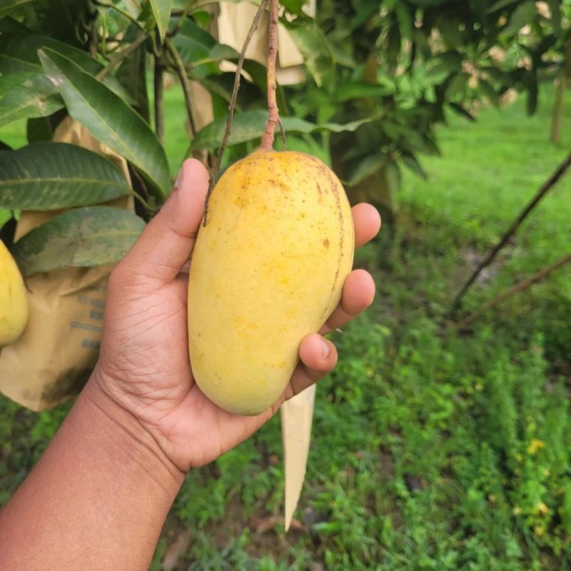 সুইট কাটিমন আম 6 Kg