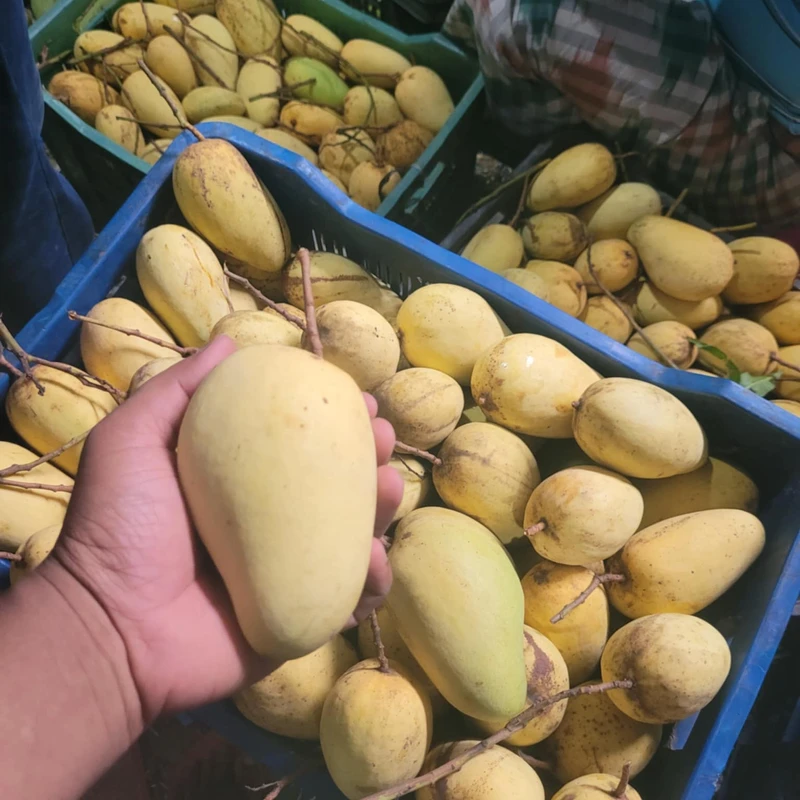 সুইট কাটিমন আম 6 Kg