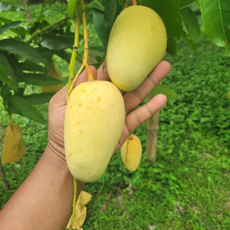 সুইট কাটিমন আম 6 Kg - Image 3