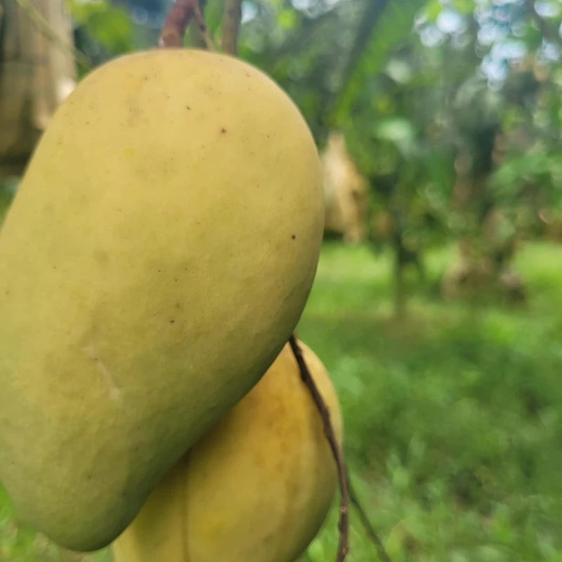 সুইট কাটিমন আম 6 Kg - Image 4