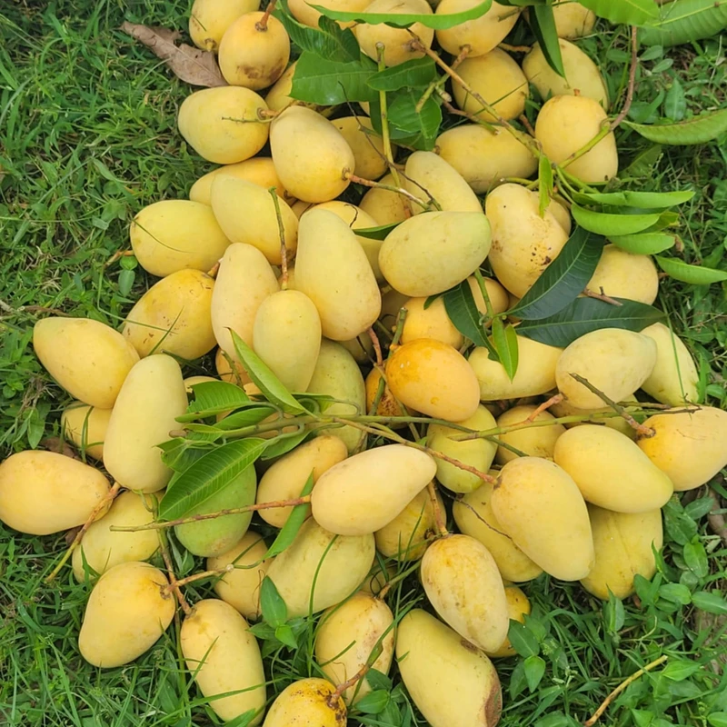 সুইট কাটিমন আম 6 Kg - Image 5