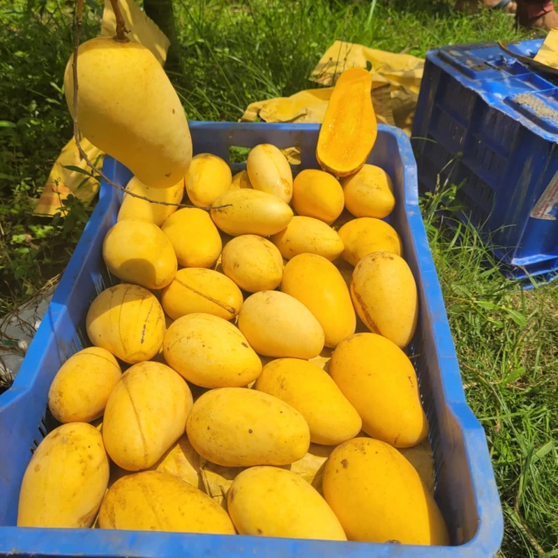 সুইট কাটিমন আম 6 Kg - Image 9