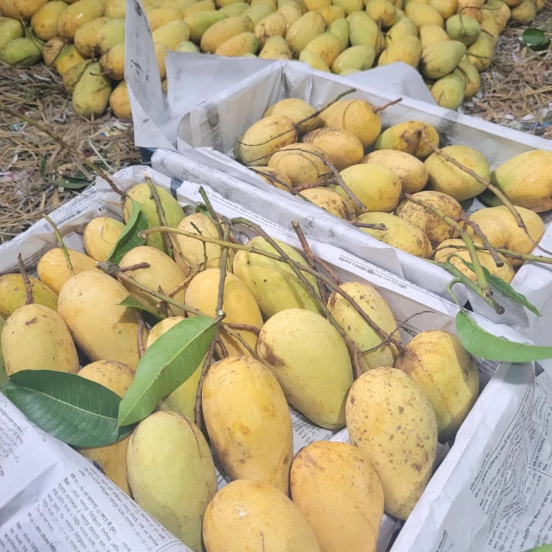 সুইট কাটিমন আম 6 Kg - Image 7