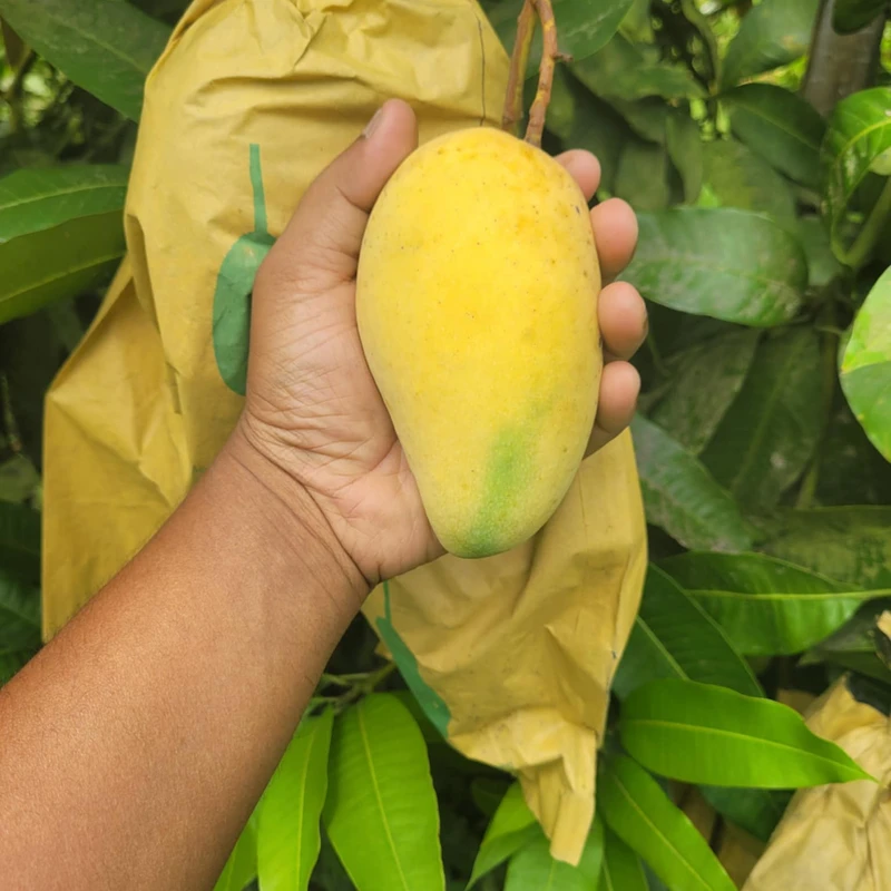 Thai Katimon Mango 20 Kg