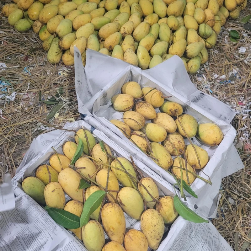 Thai Katimon Mango 20 Kg