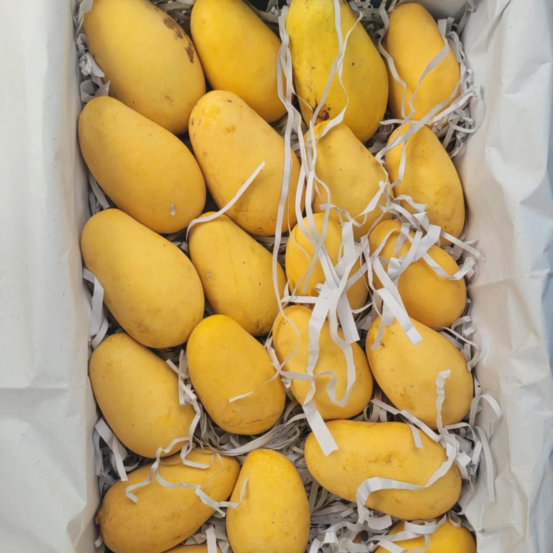 Thai Katimon Mango 20 Kg - Image 3