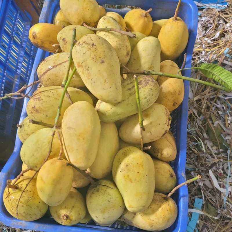 Thai Katimon Mango 20 Kg - Image 4