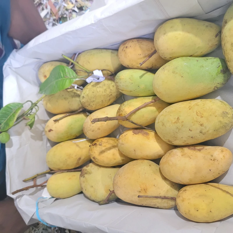 Thai Katimon Mango 20 Kg - Image 6