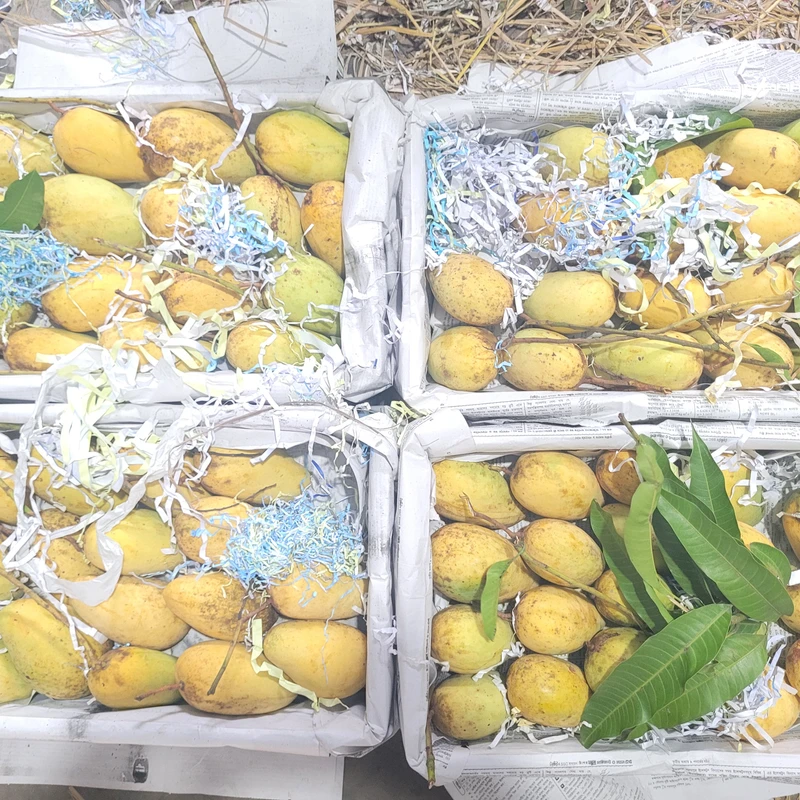 সুইট কাটিমন আম  12Kg - Image 5