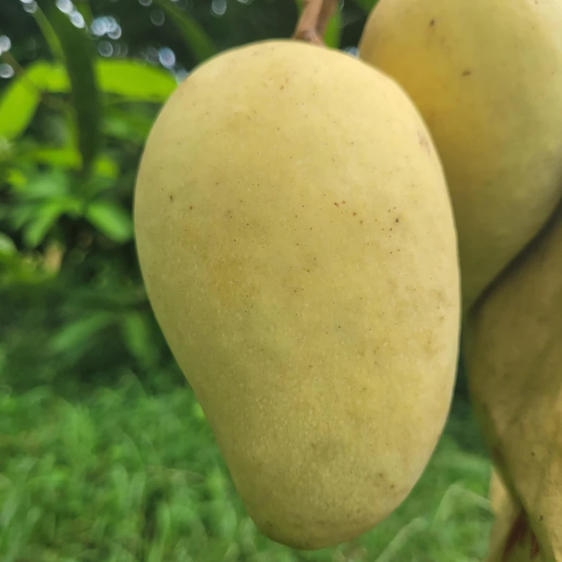 সুইট কাটিমন আম  12Kg