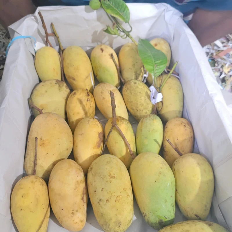 সুইট কাটিমন আম  12Kg