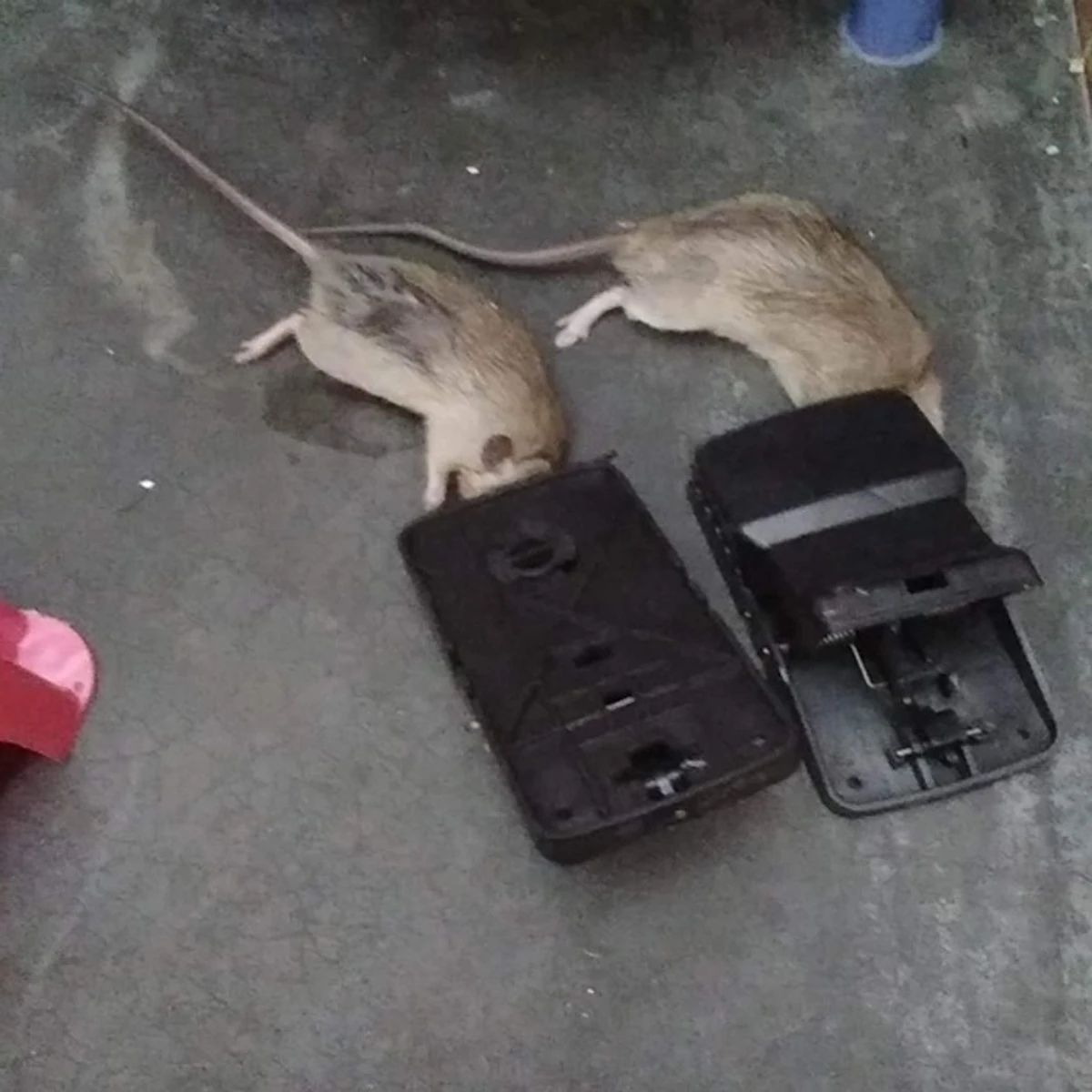 Rat Trap Pest Control Mouse - Thumbnail 5