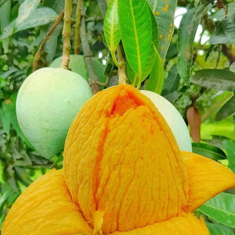 হিম সাগর