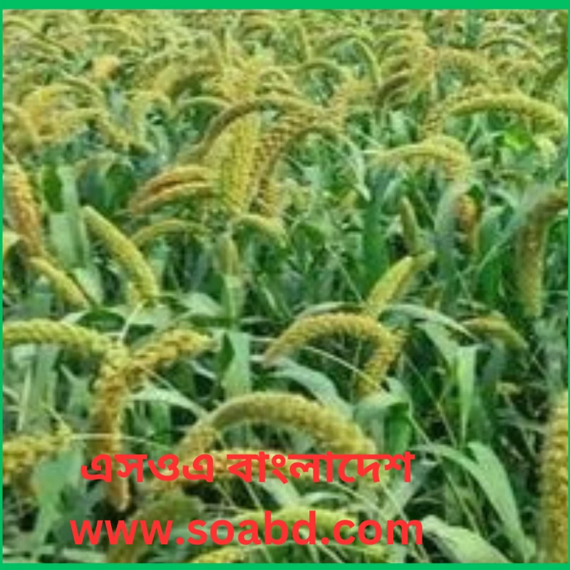 কাউনের চাল