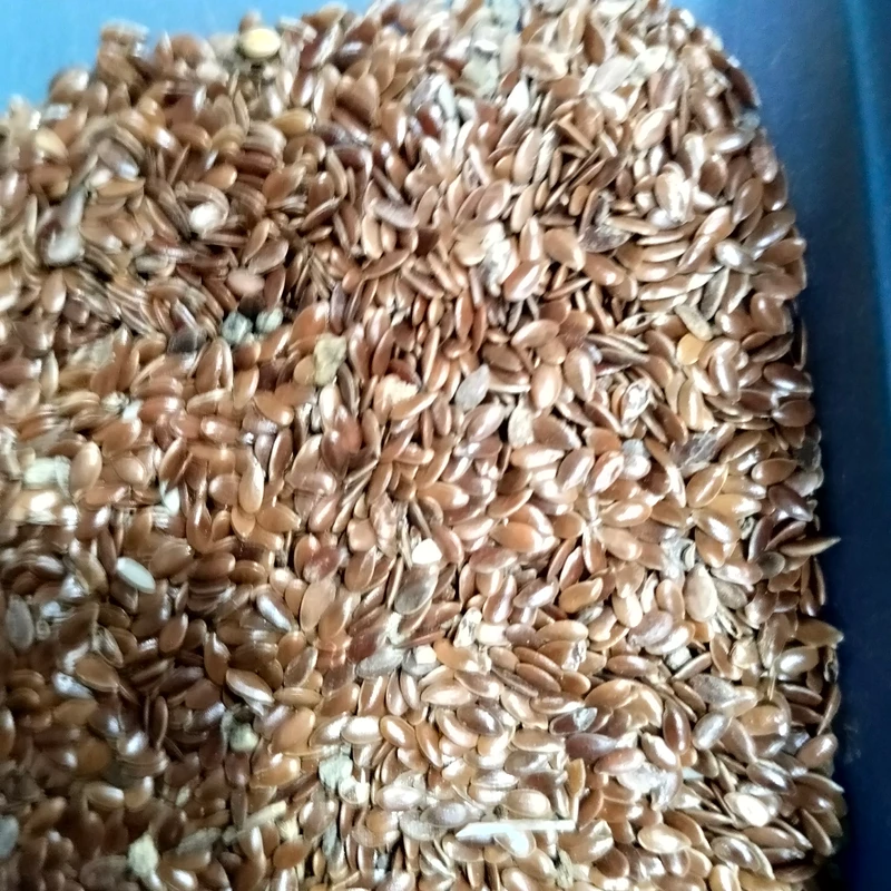 তিসি ( চরাঞ্চলের দেশি )