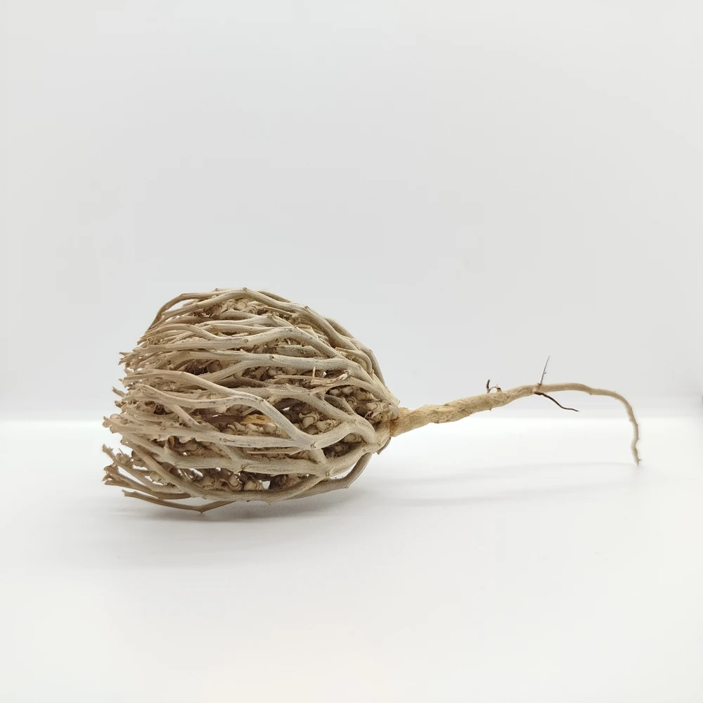 Marium Flower (Rose of Jericho)