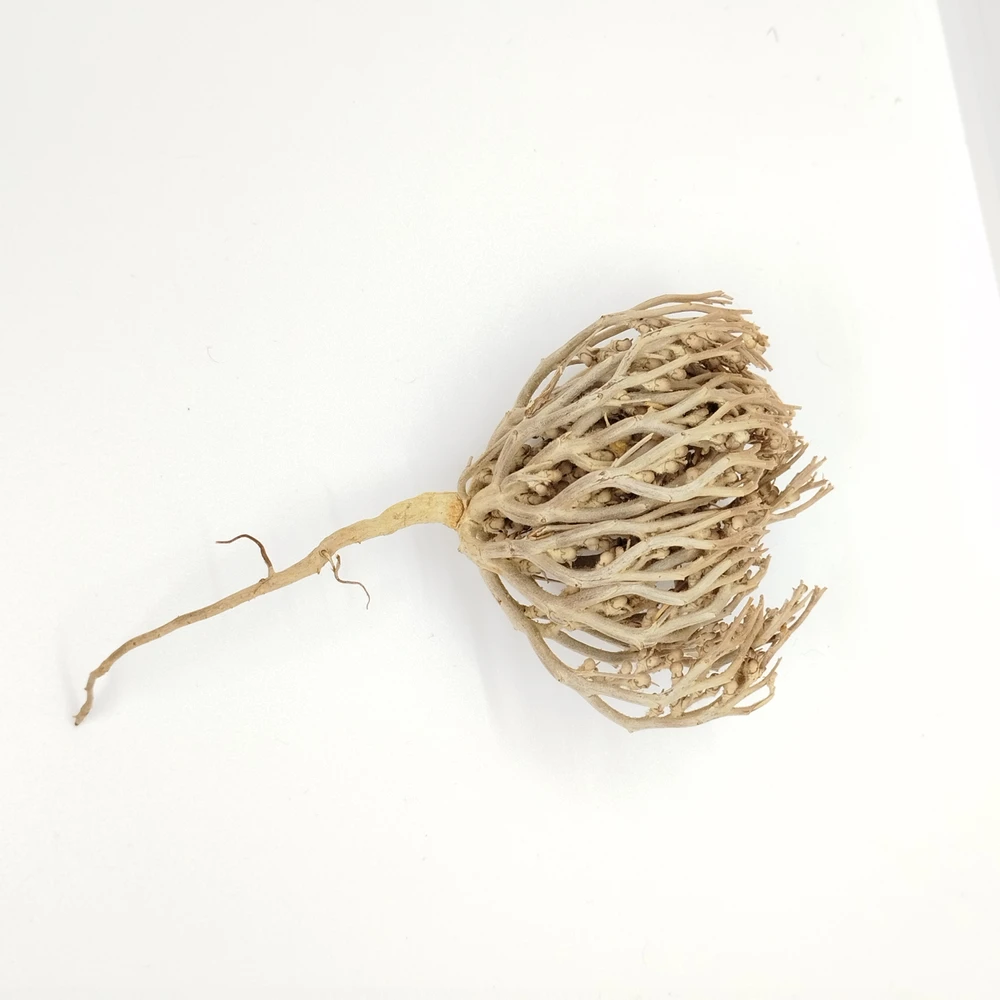 Marium Flower (Rose of Jericho)